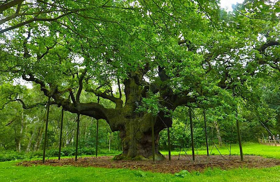 Европейские деревья с уникальной историей