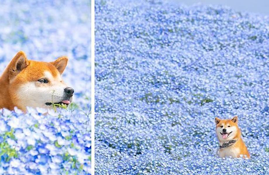 Сиба-ину стала звездой Instagram благодаря своим обаятельным фото в цветах