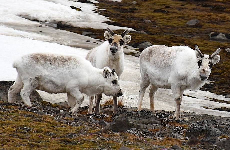 Как живется самым маленьким в мире северным оленям на Шпицбергене  