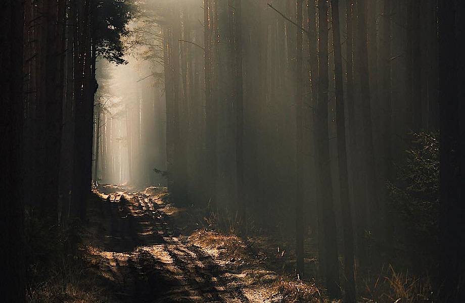Якуб Венчек снимает польские леса, демонстрируя мрачную сущность природы
