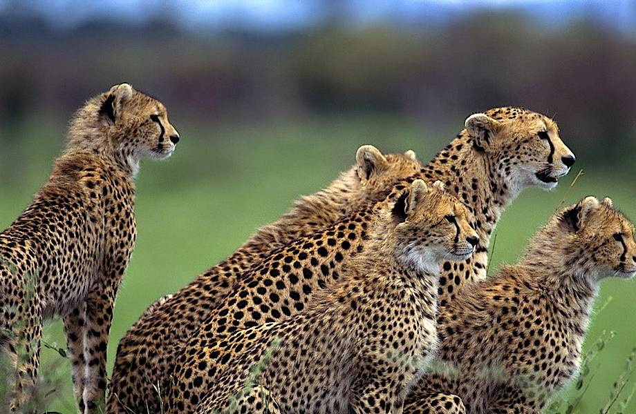 Генетическая уязвимость: как близкое кровное родство скажется на популяции гепардов