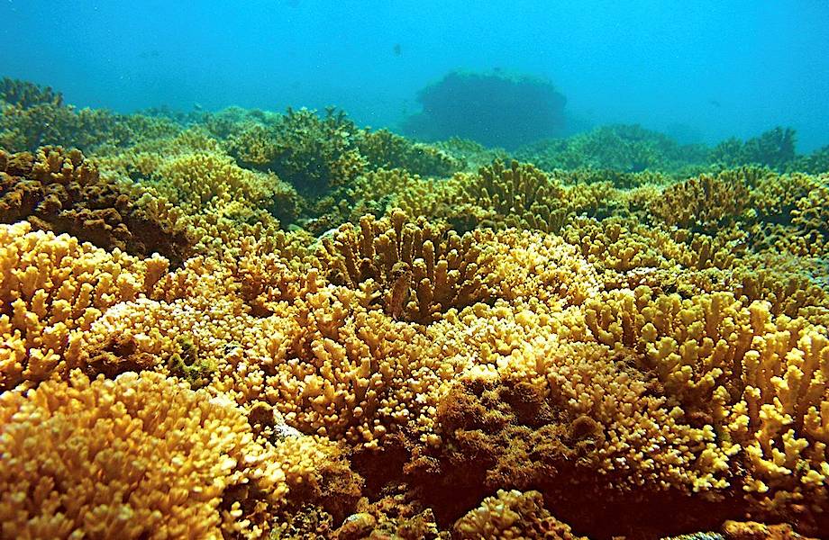 В заливе Канеохе обитают кораллы, которым не страшно потепление и загрязнение воды