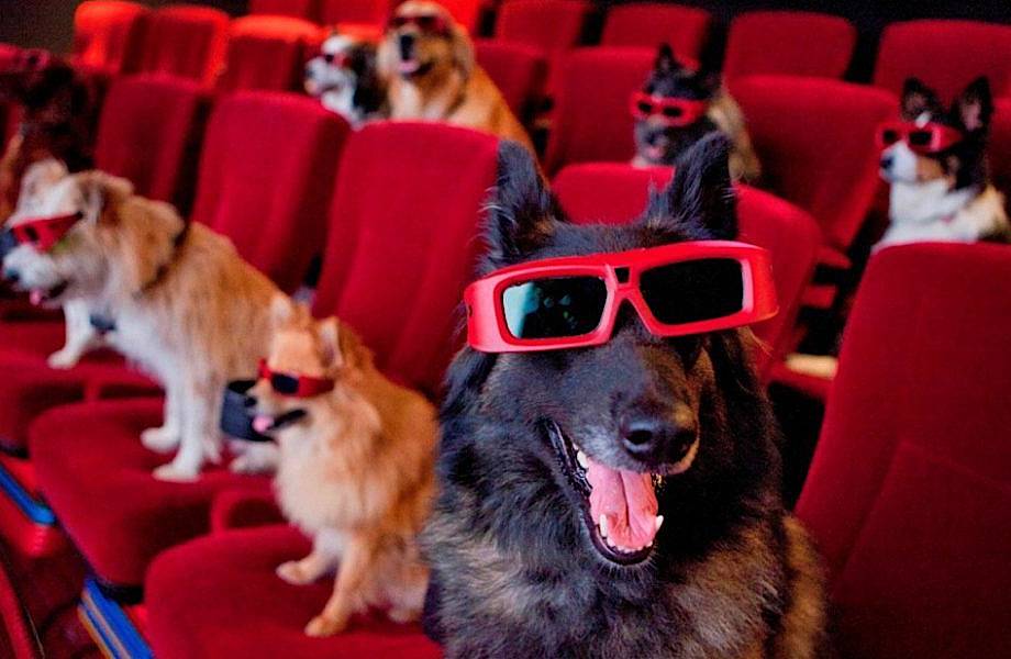 Фильм кот и пес