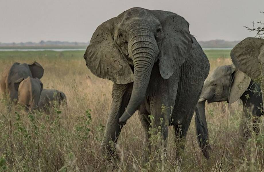 На что способна эволюция: слоны рожают детей без бивней, чтобы на них не охотились
