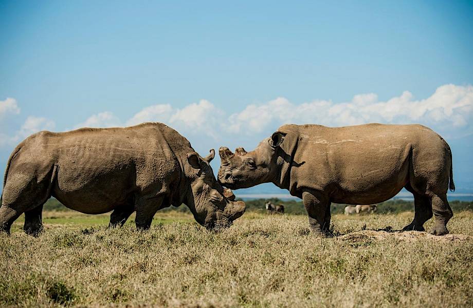 Черный и белый носорог: почему их так назвали, ведь на самом деле они оба серые