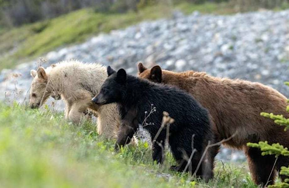 Бурый, черный, белый: в Канаде нашли трехцветную семью медведей