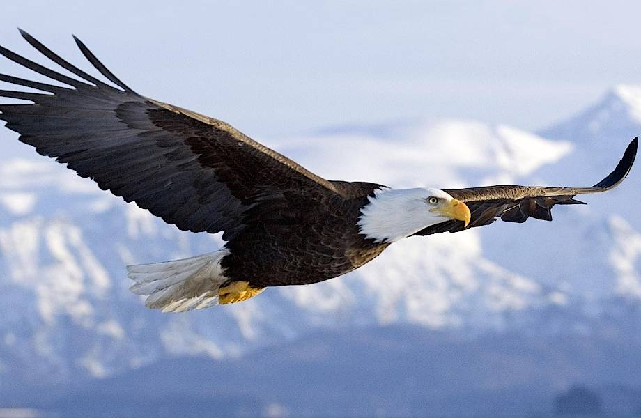 Белоголовый орлан: как американцы едва не истребили птицу-символ своей страны