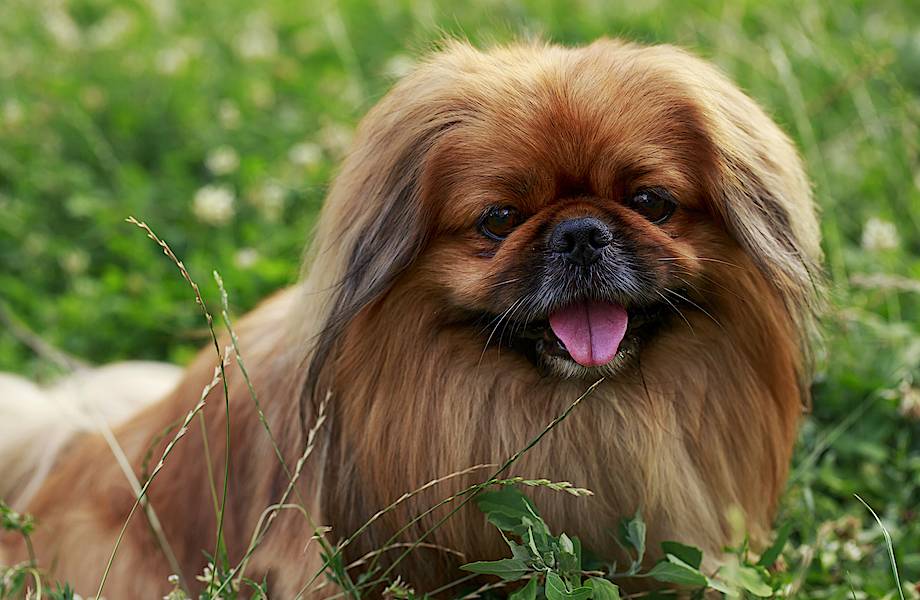Почему собаки с плоскими мордами — самые несчастные четвероногие питомцы