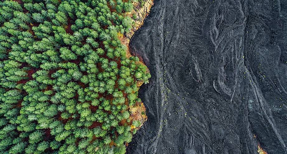 Фото дня: застывшая лава и лес на Сицилии