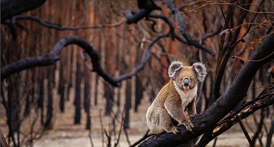 Фото дня: коала посреди сгоревшего леса