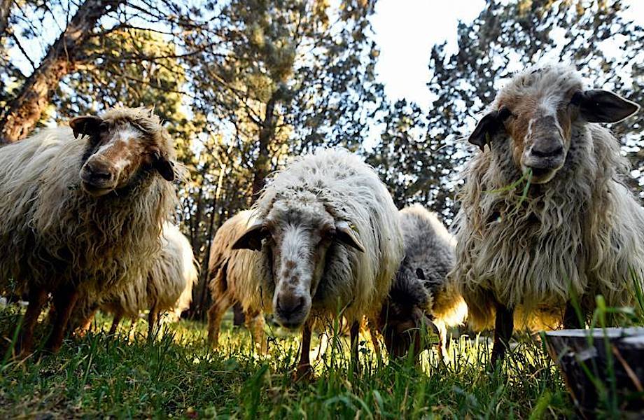 В городском парке Мадрида самые необычные садовники: за парком ухаживают овцы