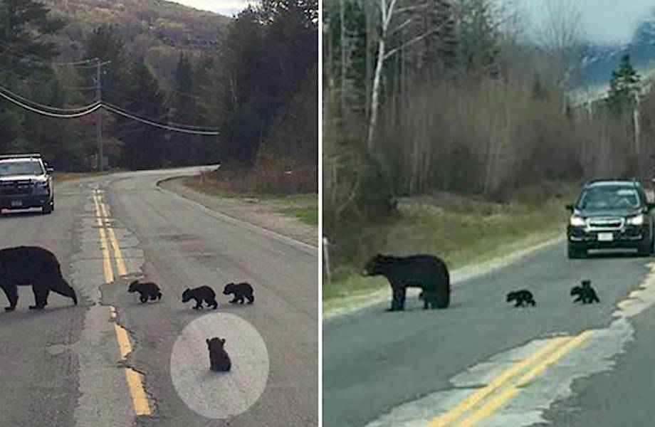 Видео: Полицейский пытается помочь медведице перевести малышей через дорогу