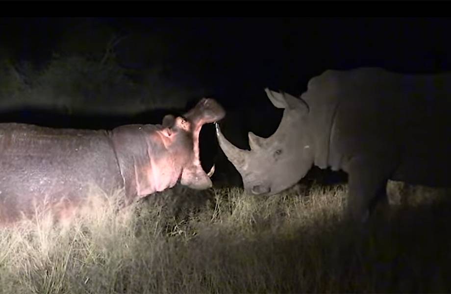 Противостояние двух равных по силе титанов: стычку носорога и бегемота сняли на видео