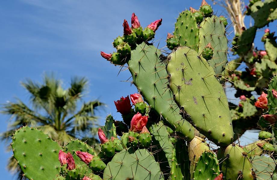 В Мексике научились делать биоразлагаемый пластик из кактусов
