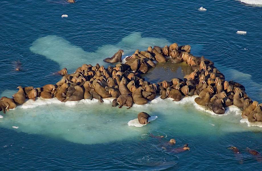 Почему моржи беззащитны перед таянием льдов и могут не выжить в новой Арктике