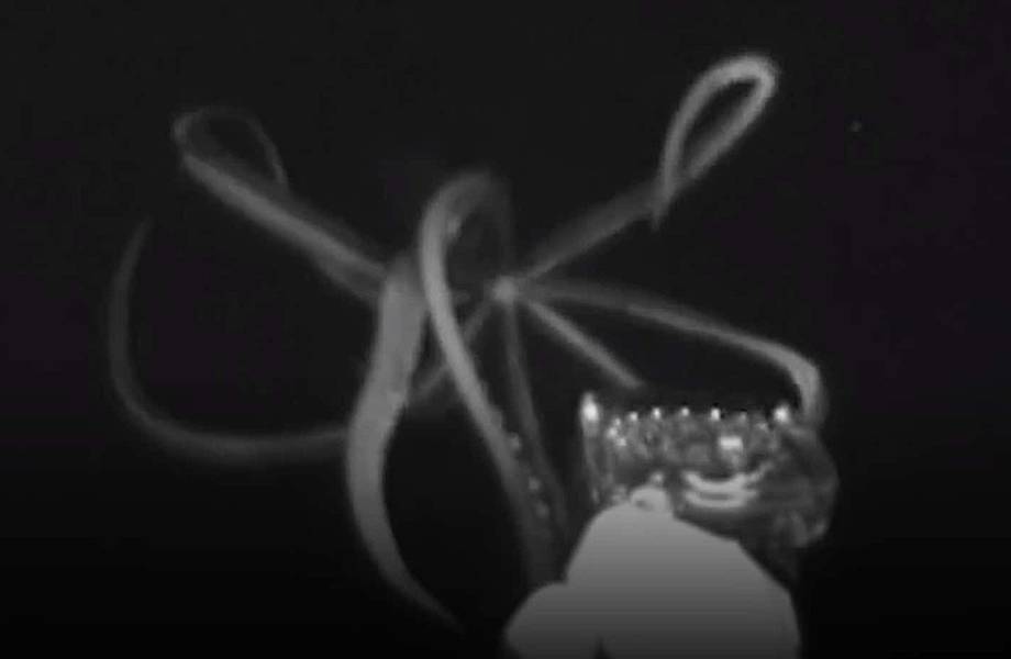Видео: Гигантский кальмар появился из глубины и попытался напасть на аппарат ученых