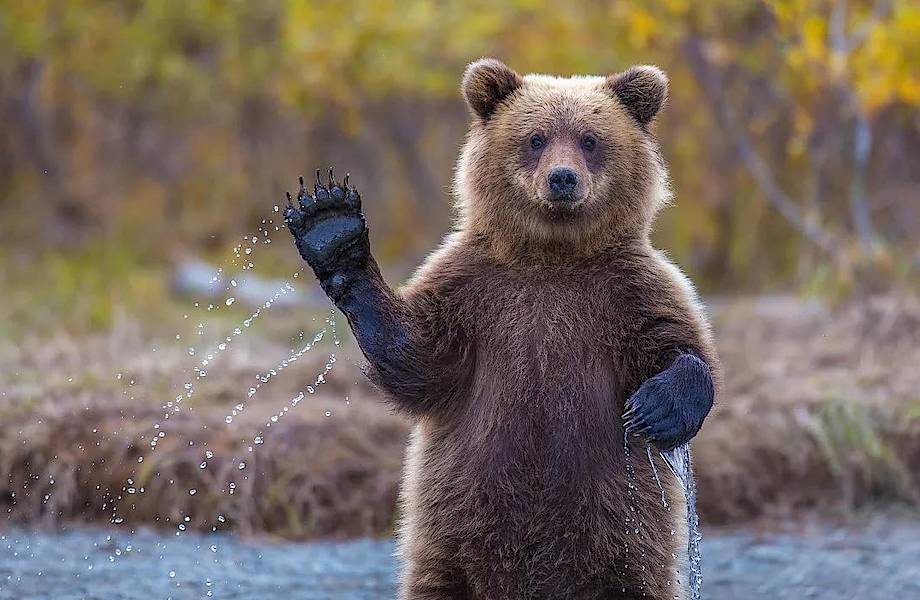 Как медведь по ошибке стал символом России