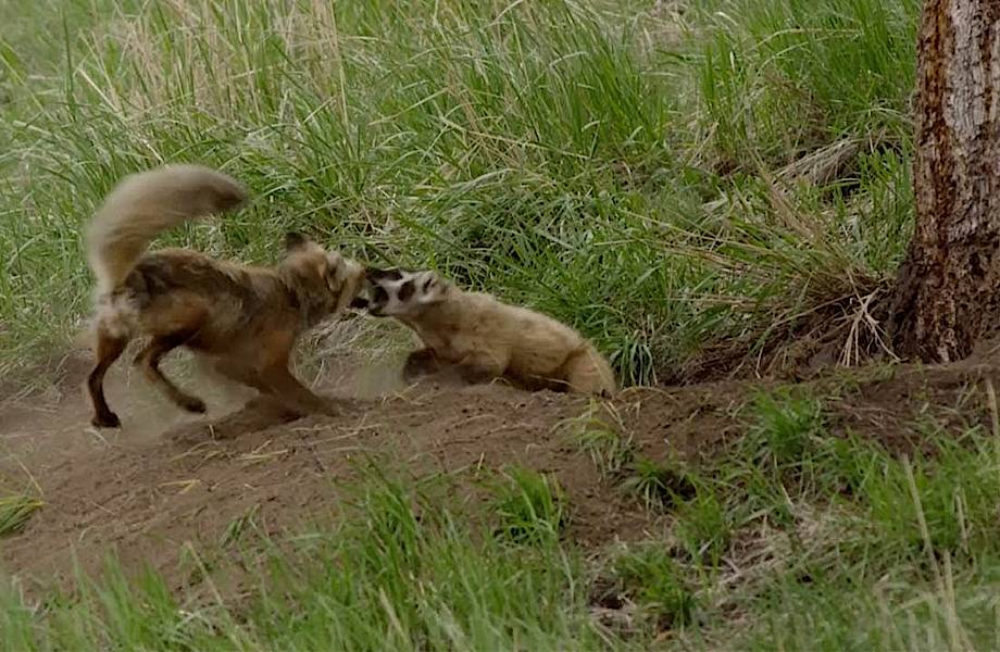 Видео: Барсук попытался выгнать из норы лису с детенышами, но та дала жесткий отпор