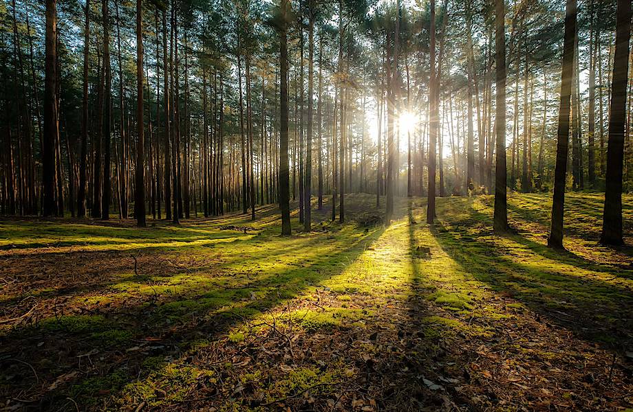 Фитонциды: в каком лесу полезнее гулять для здоровья