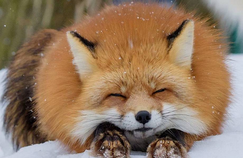 Домашние лисички из Новосибирска: как ученые приручили лис всего за 50 лет
