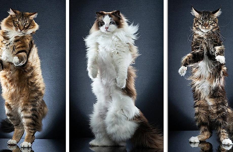 Фотограф снимает кошек, стоящих на двух лапах, и эти портреты просто волшебные 