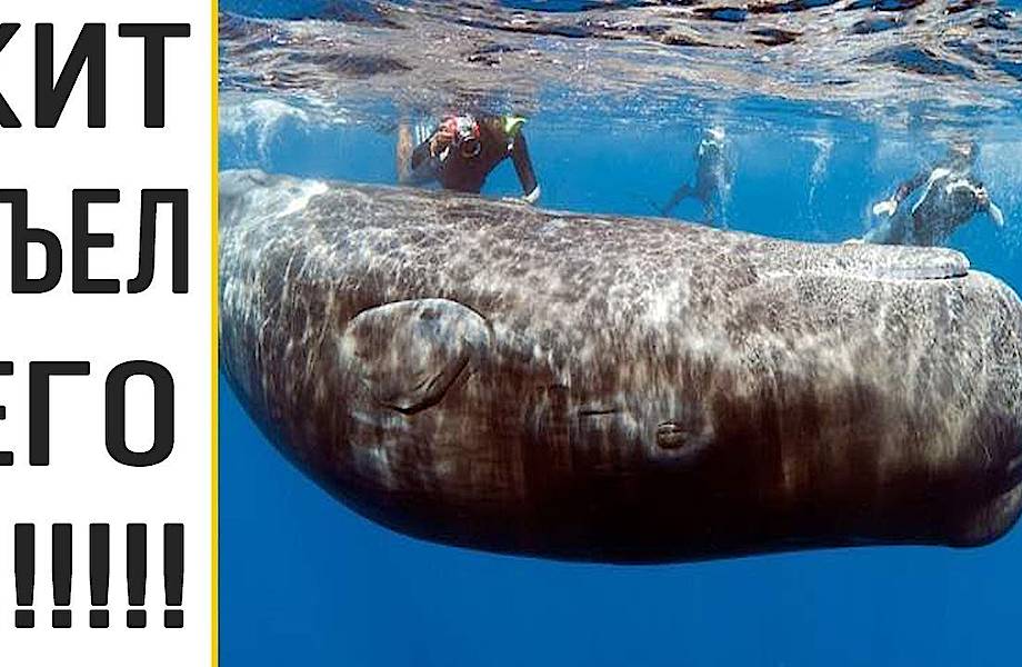 Видео: История о человеке, выжившем после того, как его проглотил кит