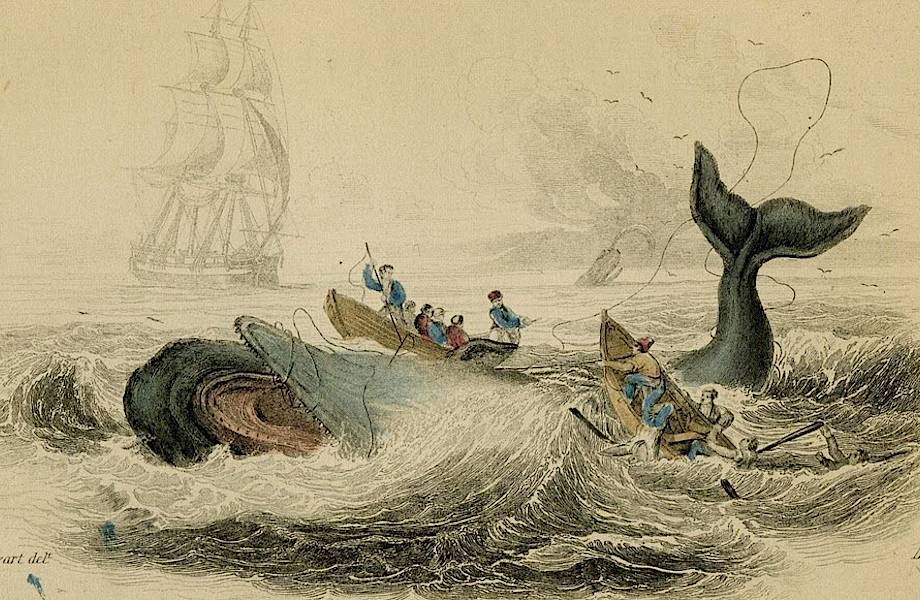 Реальный Моби Дик: кит-убийца, который почти 30 лет нападал на корабли китобоев