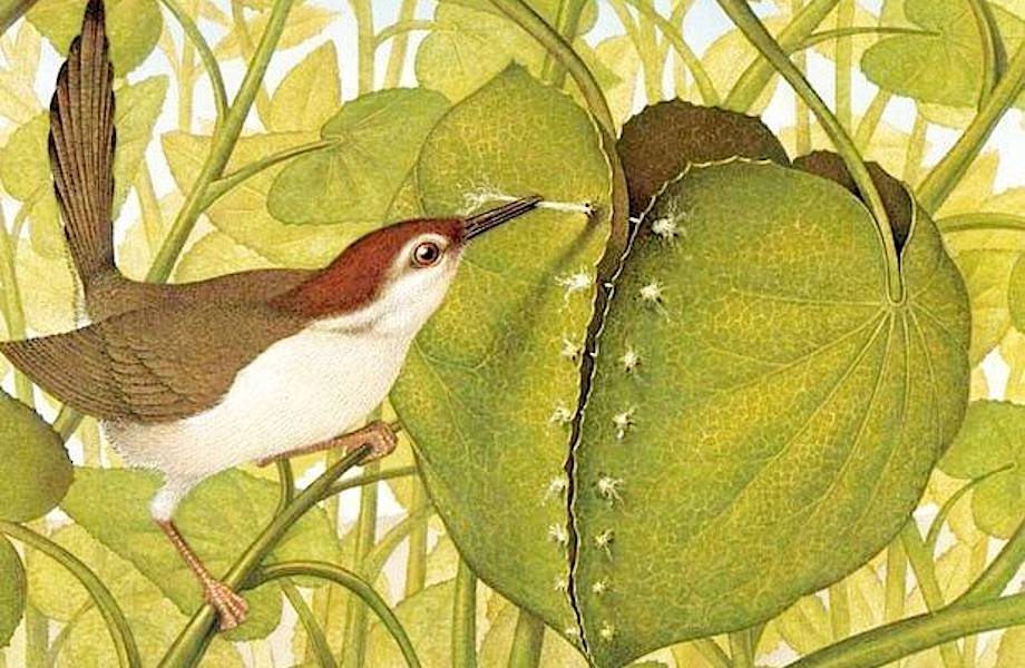 Птицы-портнихи: как маленьким птичкам удается шить домики из листьев
