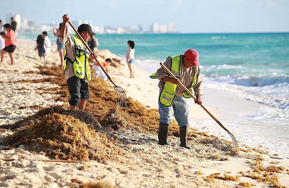 Пляжи Атлантики захватывает саргассум: в чем причина обилия бурых водорослей