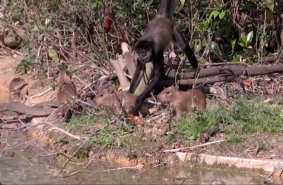 Видео: Паукообразные обезьяны играют с малышами капибары, пока их мама не смотрит