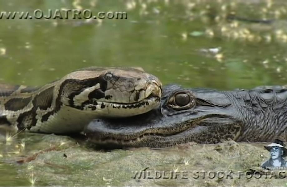 Видео: Гигантская змея переплывала озеро, но вдруг уперлась в крокодила