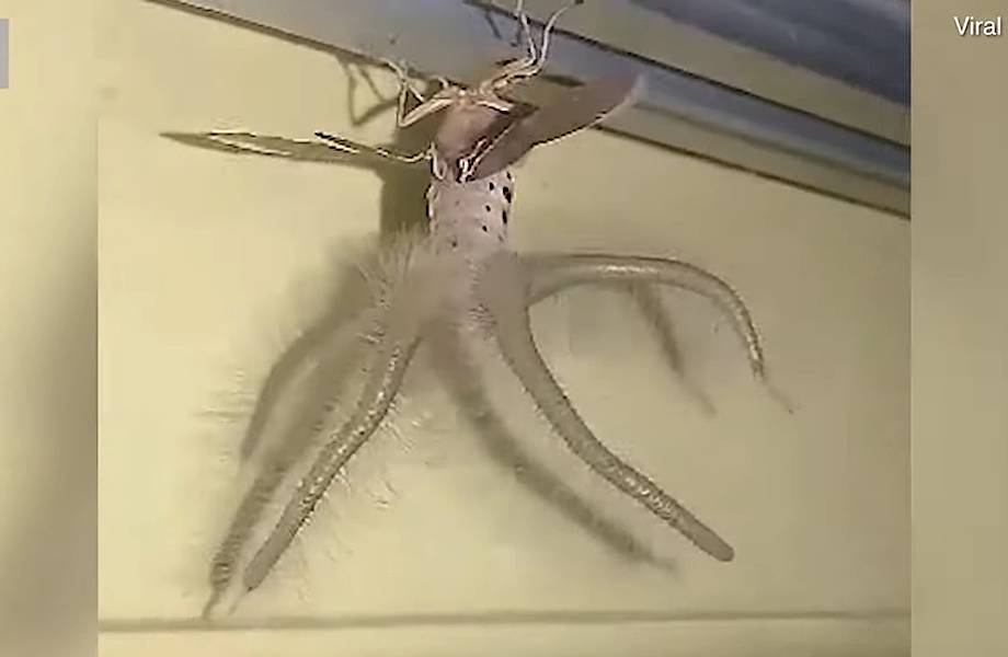 Самая страшная бабочка в мире: мужчина снял на видео создание с крыльями и щупальцами