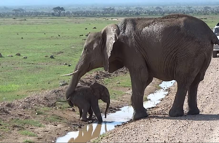 Видео: Слоненку нужно перейти маленький ручеек, но он слишком боится воды