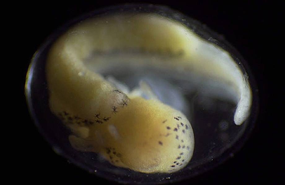 От клетки до целого организма: видео, показывающее реальный процесс зарождения жизни
