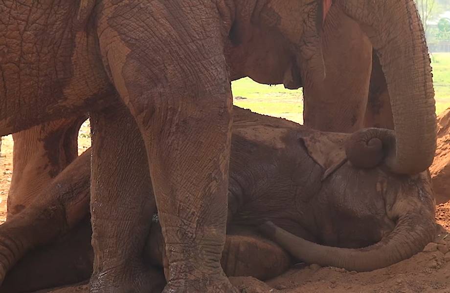 Слон укладывает спать слоненка — вся нежность и забота животного мира в одном видео 