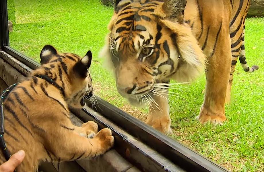 Видео: Детеныши впервые в жизни увидели взрослого тигра