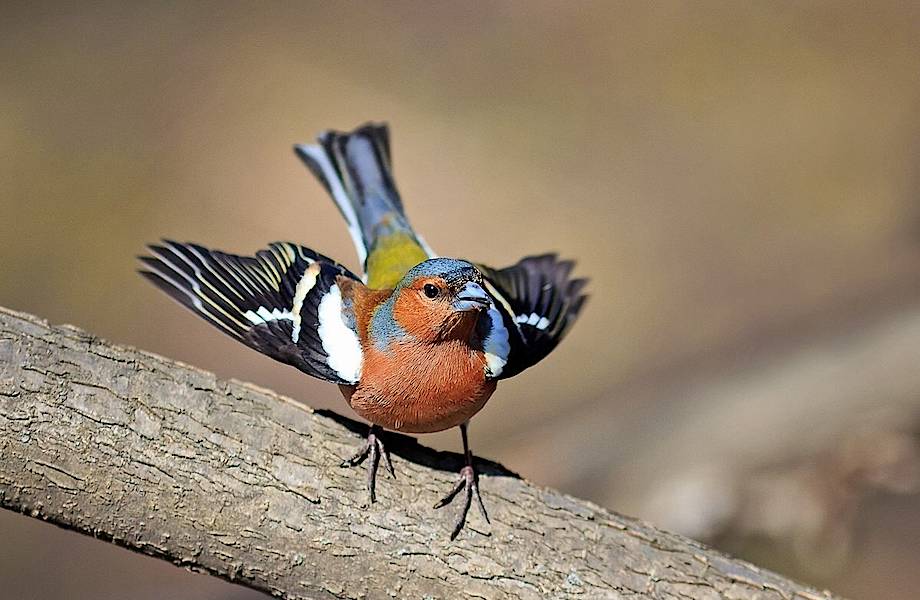 Как птицы могут видеть магнитное поле Земли, и зачем им это нужно