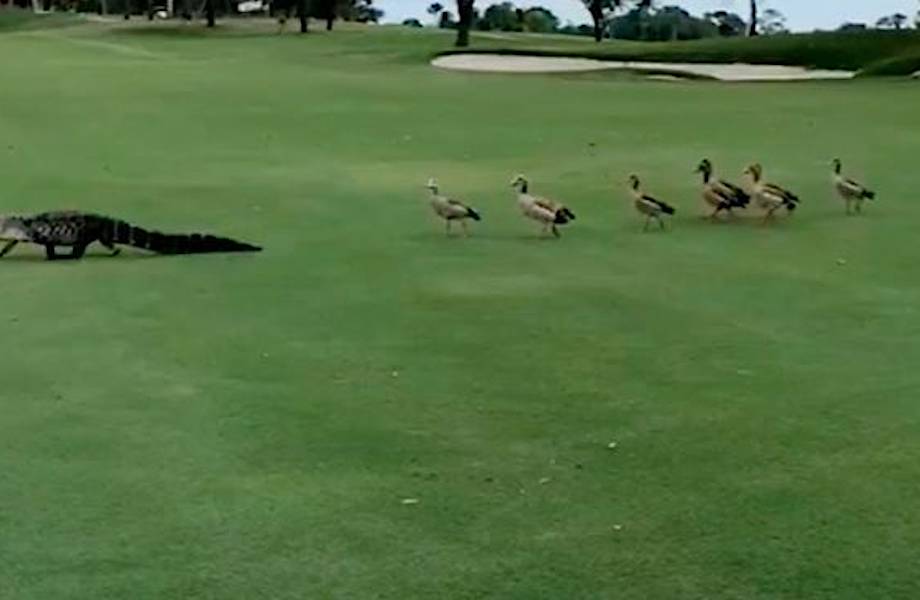 Рассвирепевшие утки преследуют аллигатора по полю для игры в гольф