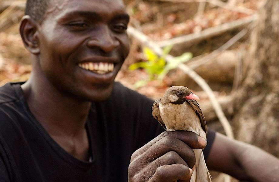 Удивительные птички из Африки, которые помогают человеку найти мед