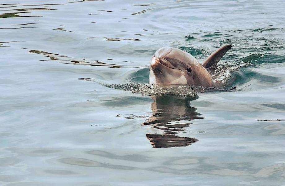 Маленький дельфин, чтобы спасти мать и братьев, подплыл к людям и позвал на помощь