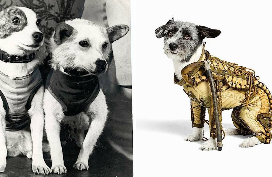 Как выглядел советский скафандр для знаменитых собак-космонавтов