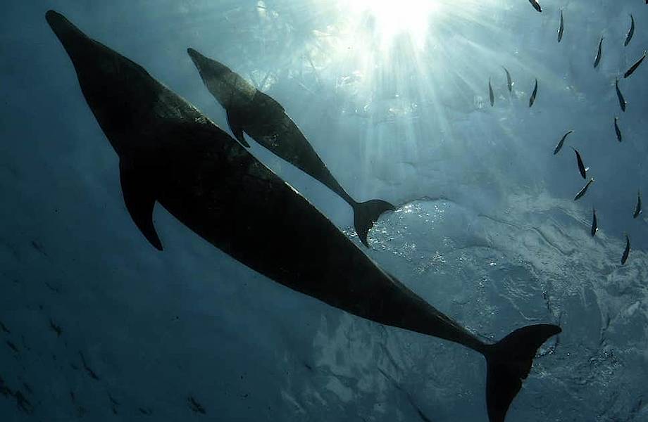 Дружелюбность и социальность