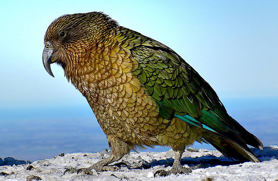 В Новой Зеландии обнаружены останки огромного древнего попугая размером с орла