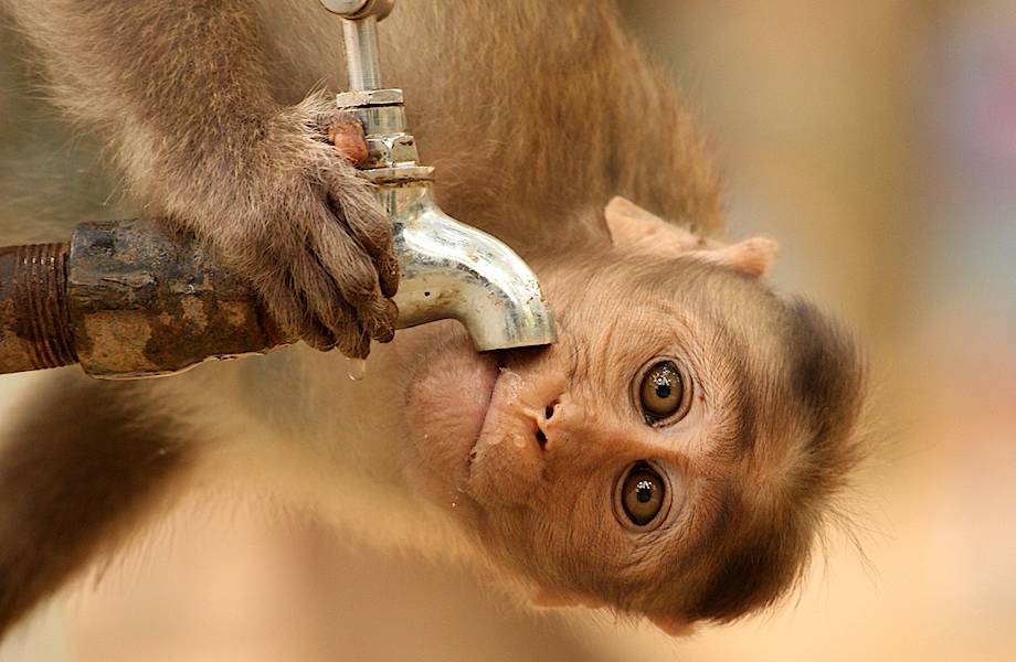 Попила и закрыла за собой кран: в Индии сняли на видео, как обезьяна экономит воду