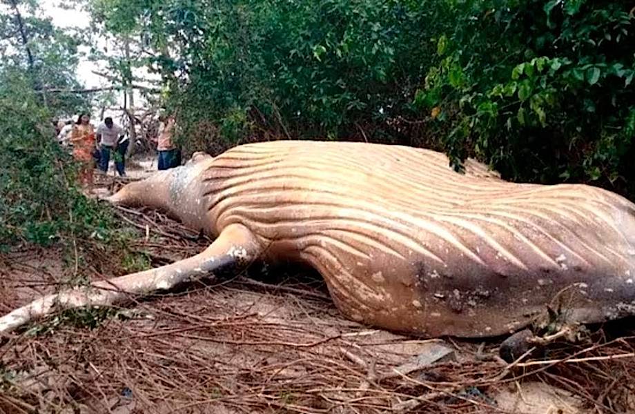 Огромный кит, ходячие пальмы и еще 17 самых странных находок, обнаруженных в джунглях