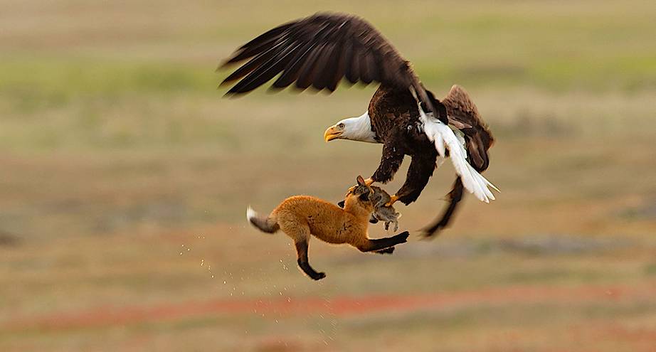 Фото дня: орлан против лисы