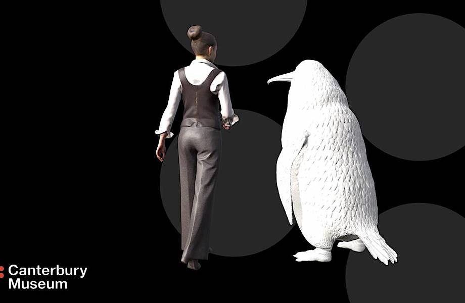 Размерами с человека: ученые нашли останки гигантского пингвина
