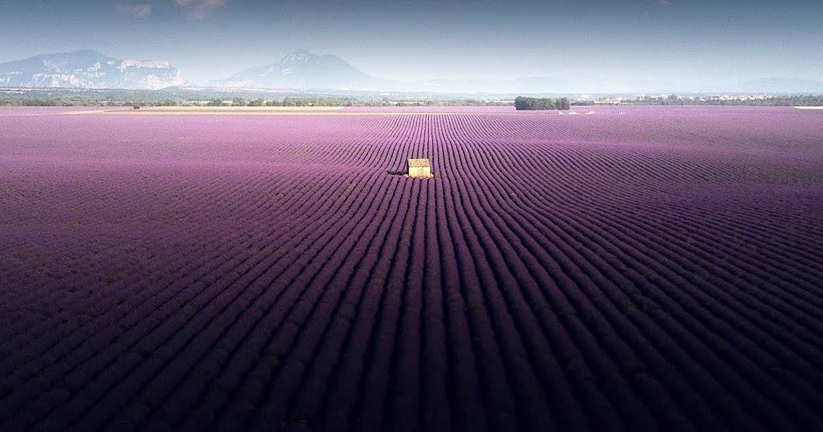 Поля убраны 3. Самир белхамра. лаванда поля с дрона. фото в лаванда с дрона. фотограф франс лантинг.