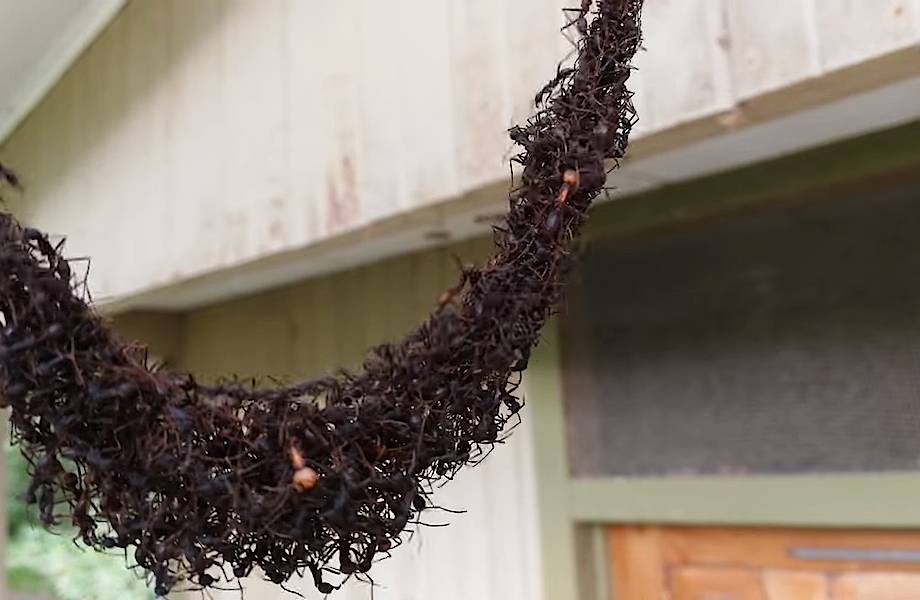 Видео: Армия муравьев построила мост, чтобы вторгнуться в осиное гнездо