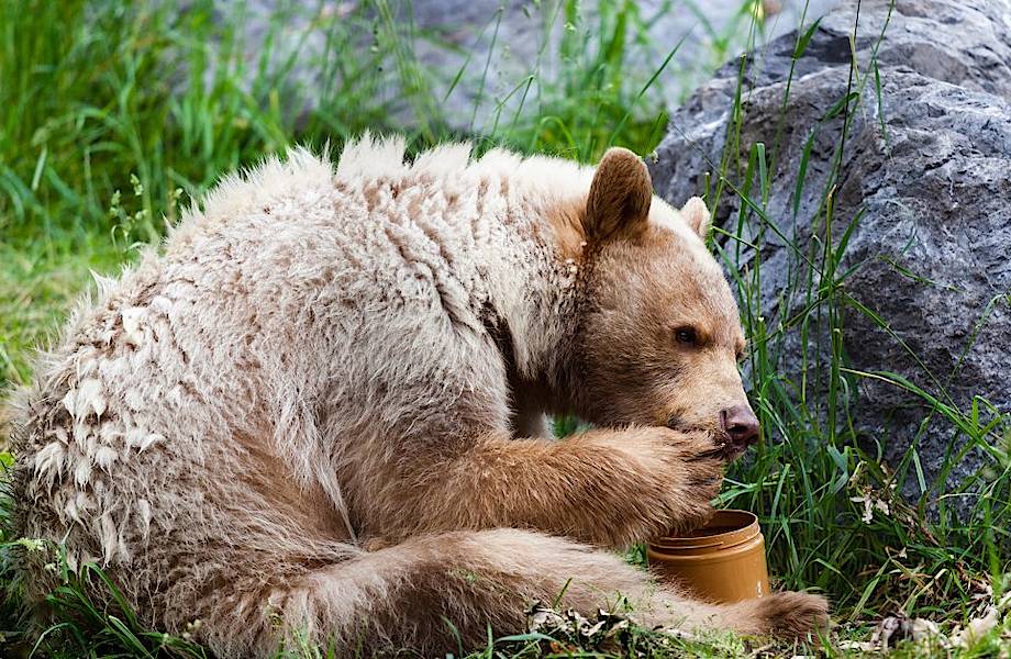 Фермер из Турции проводит дегустации меда с медведями